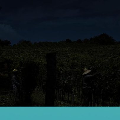 Espumantes do Rio Grande do Sul prontos para conquistar o mercado global