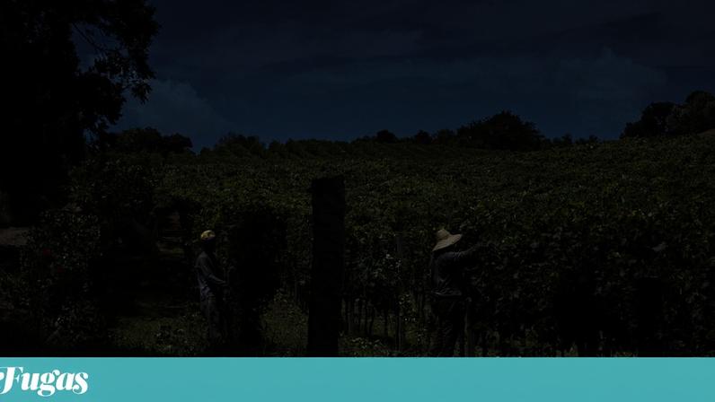 Vinhas da Casa Valduga