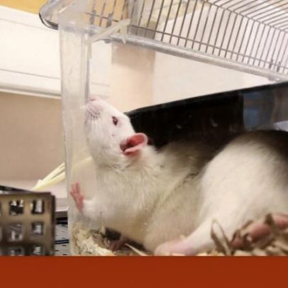 UE quer eliminação progressiva de testes em animais para químicos