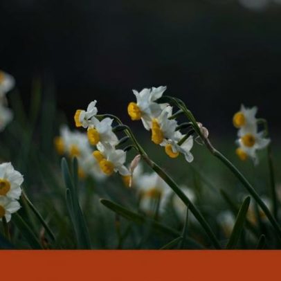 Análise ao significado de Cada Narciso tem um lago no bolso