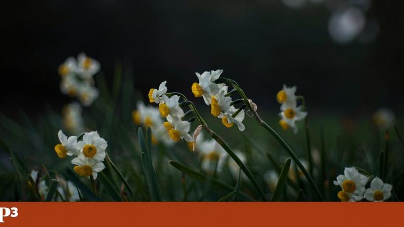Análise ao significado de Cada Narciso tem um lago no bolso