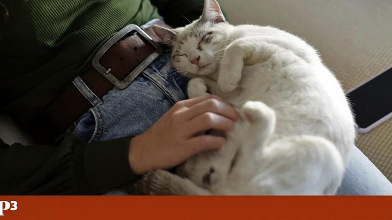 Falar com as plantas e dormir com o gato analisa impactos