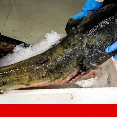 Operação no Tejo retira 2,3 toneladas de siluros e revela dimensão da invasão