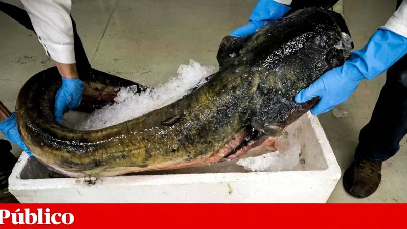 Operação no Tejo retira 2,3 toneladas de siluros e revela dimensão da invasão