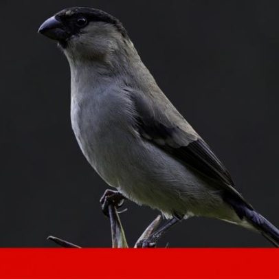 Investigador português lidera publicação do genoma do priolo, ave dos Açores