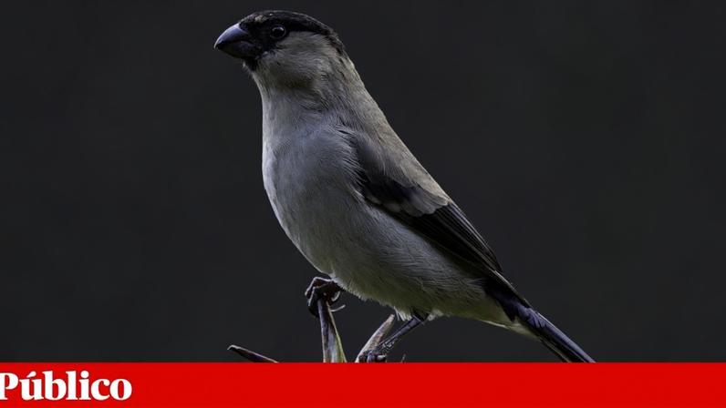 O priolo (*Pyrrhula murina*) é uma ave endémica dos Açores