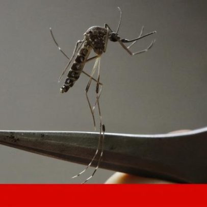 Google planeia libertar milhões de mosquitos para combater doenças