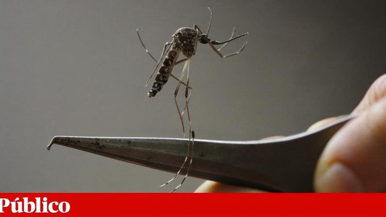 Google planeia libertar milhões de mosquitos para combater doenças