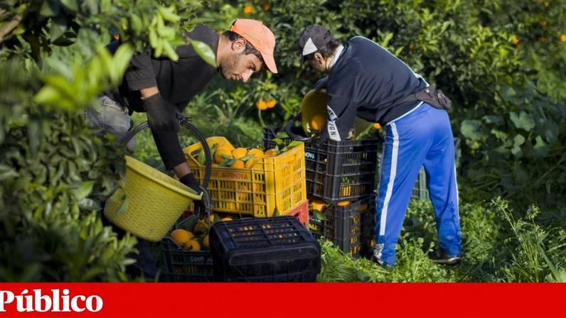 Trabalhadores migrantes em Caulonia, na região de Calábria, Itália