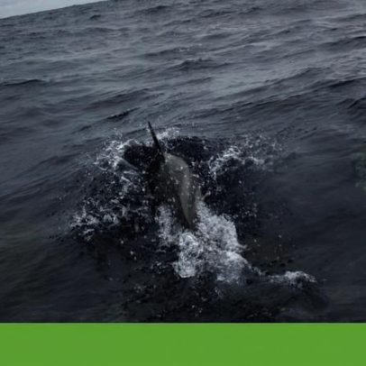 Trump desmantela sensores oceânicos que fornecem dados sobre clima e inundações