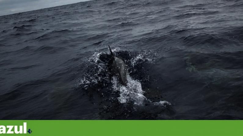 Investigadores utilizam dados recolhidos para estudar o papel dos oceanos na absorção de calor e dióxido de carbono, entre outros temas
