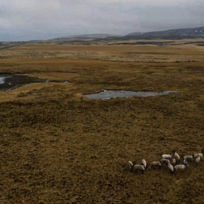 Inicia leilão de concessões de petróleo no refúgio de vida selvagem do Alasca