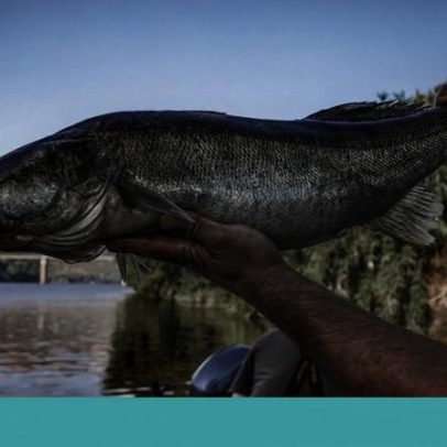 Siluro e peixes invasores de rio: a opção de os consumir