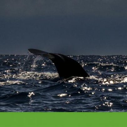 Proteção do oceano avança, mas pressões humanas crescem mais depressa