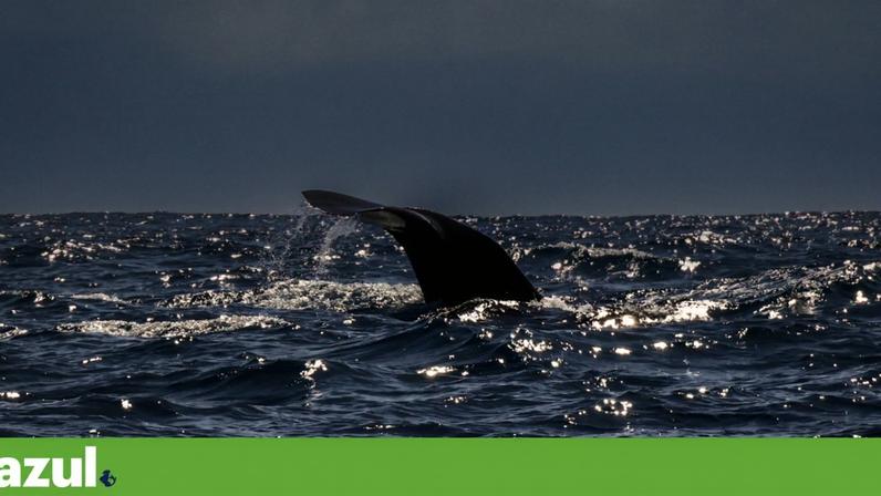 Proteção do oceano avança, mas pressões humanas crescem mais depressa