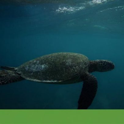 Diagnóstico mais completo revela degradação acelerada do oceano
