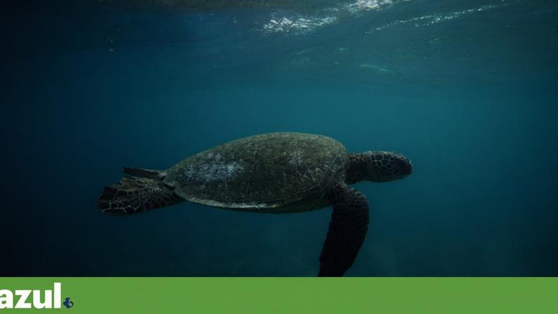 Diagnóstico mais completo revela degradação acelerada do oceano