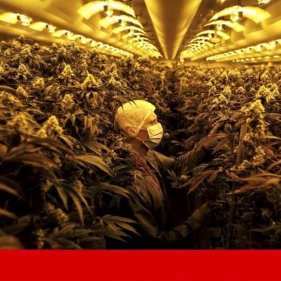 Cannabis medicinal une colegas de Eurico Castro Alves e Marco António Costa