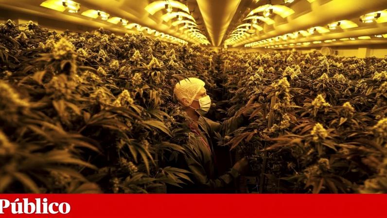 O sector da *cannabis* medicinal tornou-se, entre 2018 e 2023, um dos mercados mais atractivos para investidores nacionais e estrangeiros