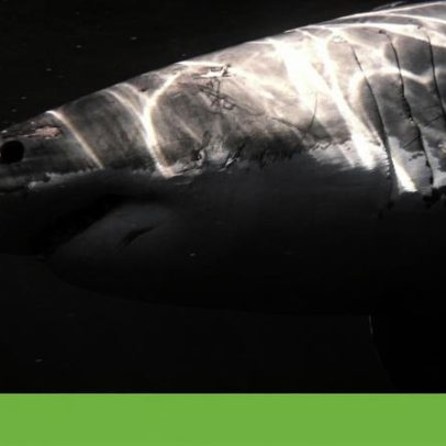 Tubarão-branco adulto filmado pela primeira vez no Mediterrâneo