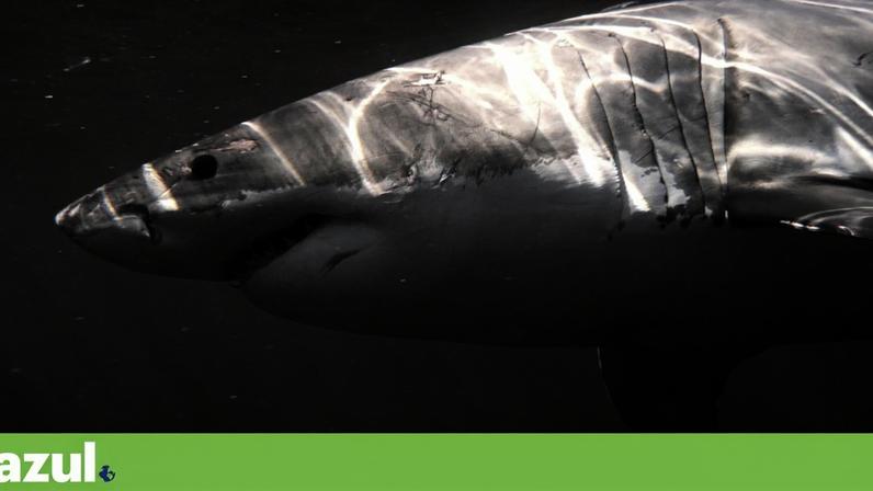 Tubarão-branco adulto filmado pela primeira vez no Mediterrâneo