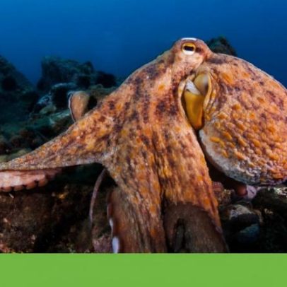População de polvos na costa britânica aumenta com aquecimento do oceano