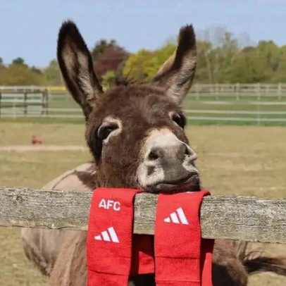 Arsenal doa meias para proteger cavalos e burros de infecções