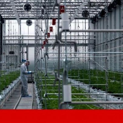 Parceira de Eurico Castro Alves na cannabis medicinal detida