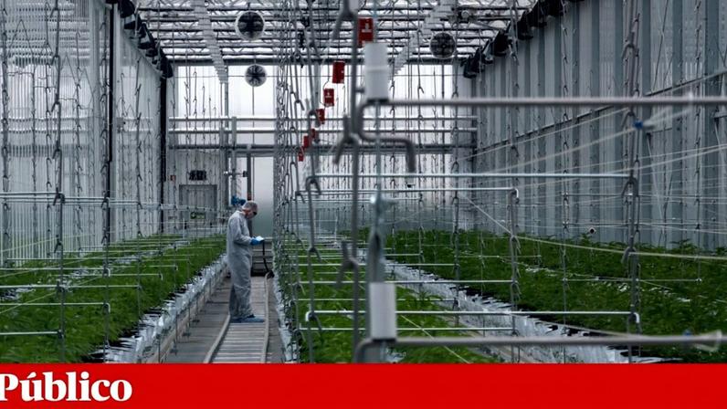 Eurico Castro Alves e Carla Maia cruzaram-se no sector da *cannabis* medicinal