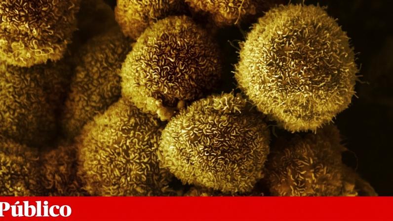 Vacinas contra cancro baseadas em ARNm avançam, mesmo com cortes de fundos