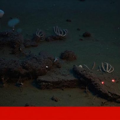 Descoberto no Índico o maior cemitério de baleias com quase 500 carcaças