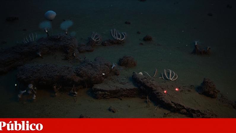 Descoberto no Índico o maior cemitério de baleias com quase 500 carcaças