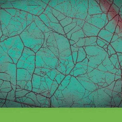 Cientistas criam o primeiro mapa global dos fungos subterrâneos