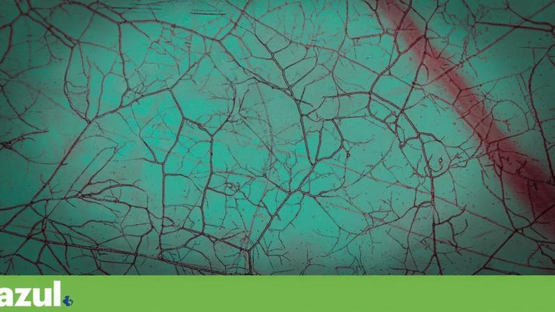 Cientistas criam o primeiro mapa global dos fungos subterrâneos