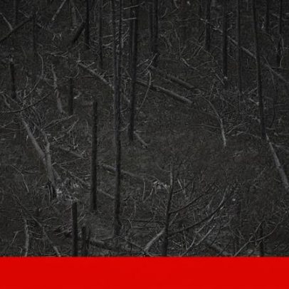 PCP critica resposta do Governo ao risco de incêndio no Pinhal de Leiria