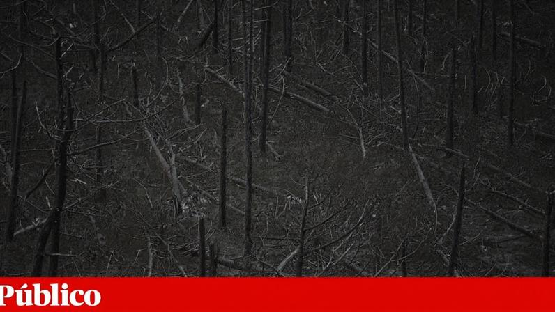 PCP critica resposta do Governo ao risco de incêndio no Pinhal de Leiria