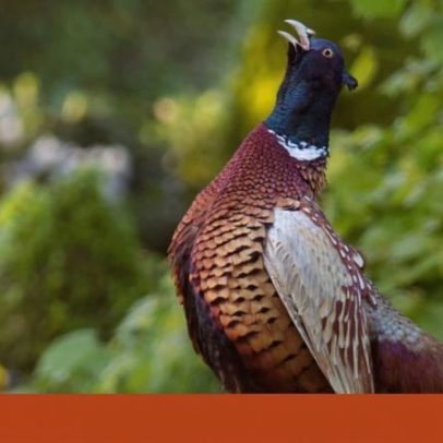 Sem avião, caça com gato: prática desperta debate