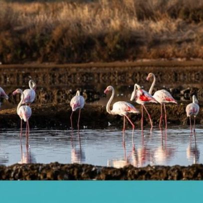 Trilho do Ludo: passeio entre sapais, salinas e floresta na Ria Formosa