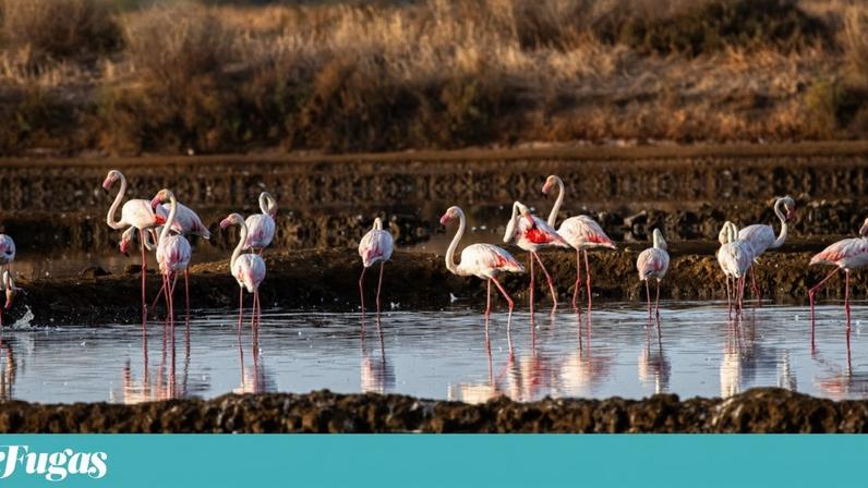 Os flamingos são alguns dos habitantes do Ludo