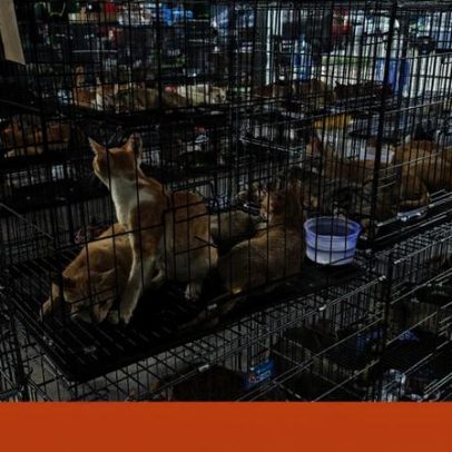 Mais de 400 gatos resgatados no Vietname de rede que roubava animais para abate