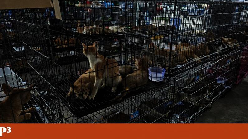 O consumo de carne de cães e gatos é permitido no Vietname