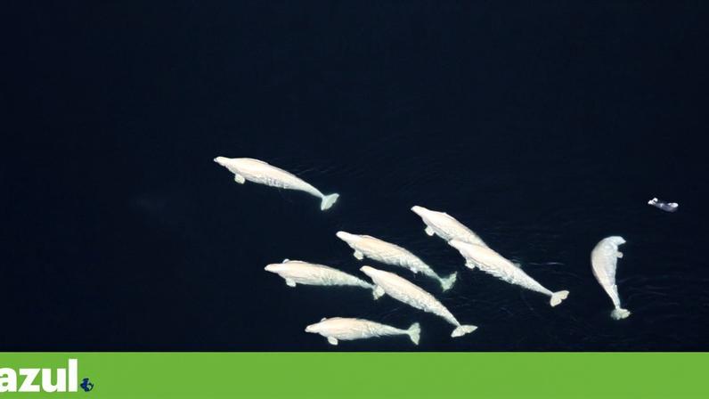 A Ocean Observatories Initiative é uma rede de observação oceânica financiada sobretudo por fundos federais e usada há uma década para recolher dados no Atlântico e no Pacífico