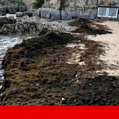Cascais usa satélites e IA para travar alga invasora