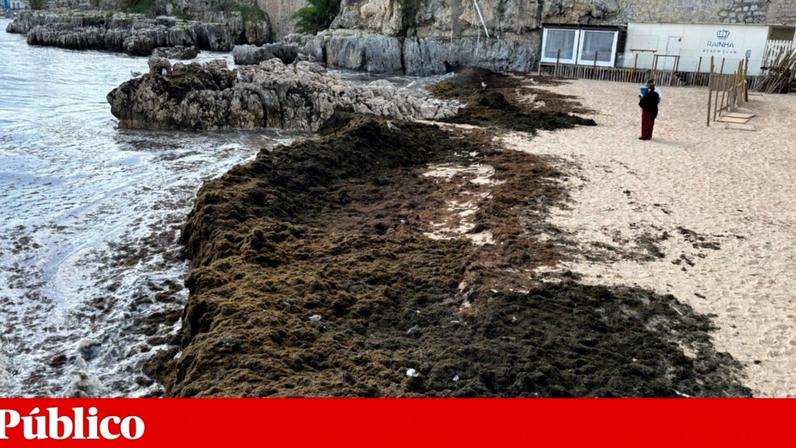 Cascais usa satélites e IA para travar alga invasora