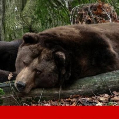 Tamanho do urso-pardo na Ibéria caiu mais de 50% ao longo de milénios