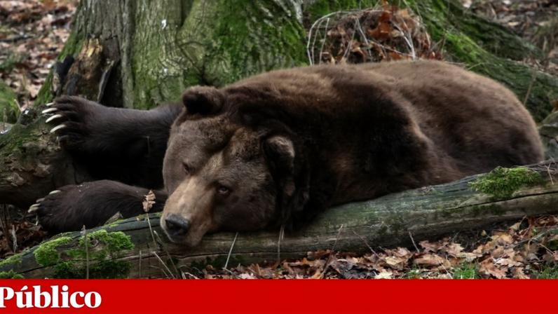 Tamanho do urso-pardo na Ibéria caiu mais de 50% ao longo de milénios