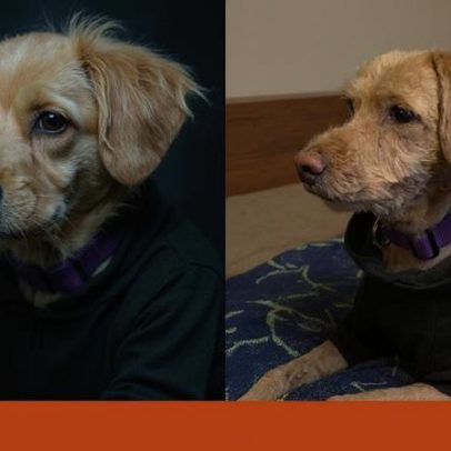 Cães vencem concursos após transformação notável