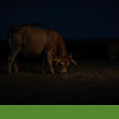 Pastagens são a chave da luta contra a desertificação