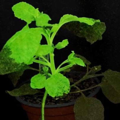 Plantas que brilham e mudam de cor quando são infectadas por vírus