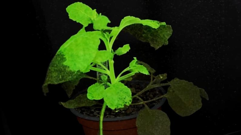Plantas que brilham e mudam de cor quando são infectadas por vírus